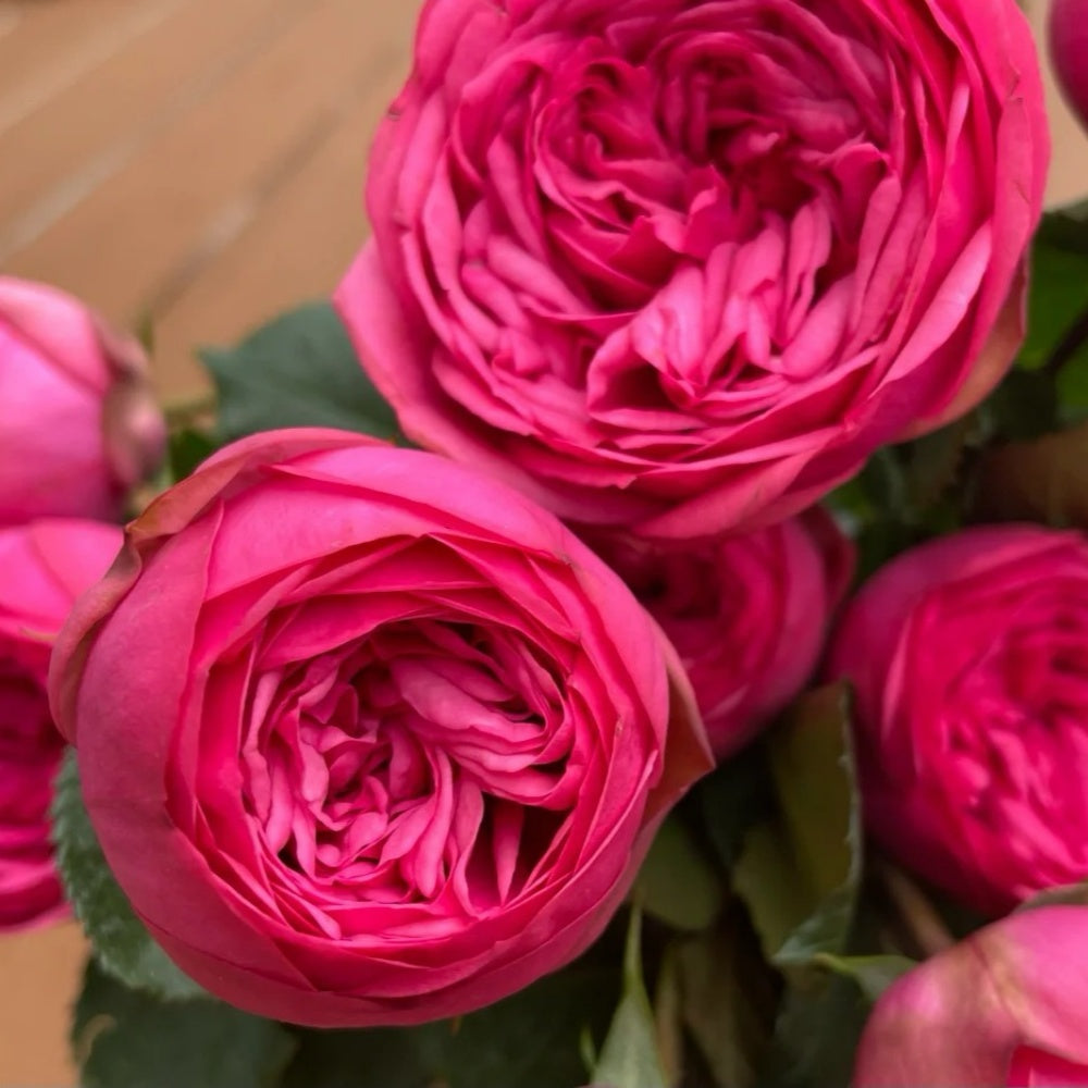 Pink Piano rose