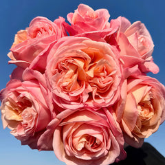ROSE☆ROSE Light Pink Rose Titanic