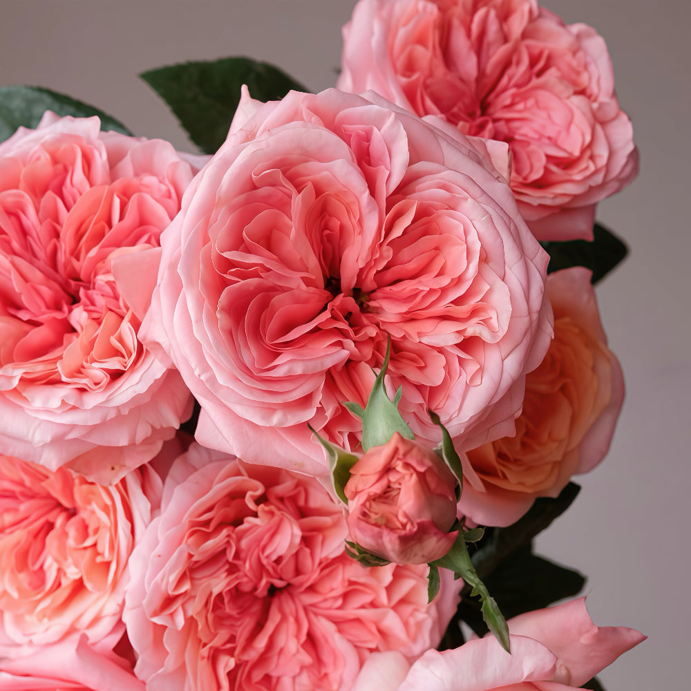 Pink X Expression Rose-粉色爆炸|Japanese Shrub Rose – Ergongzy Roses