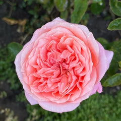 Pink X Expression Rose