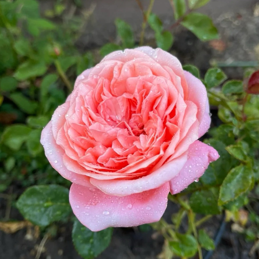 Pink X Expression Rose