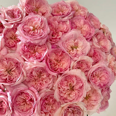 Pink fragrance rose