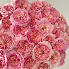 Pink fragrance rose