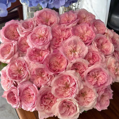 Pink fragrance rose