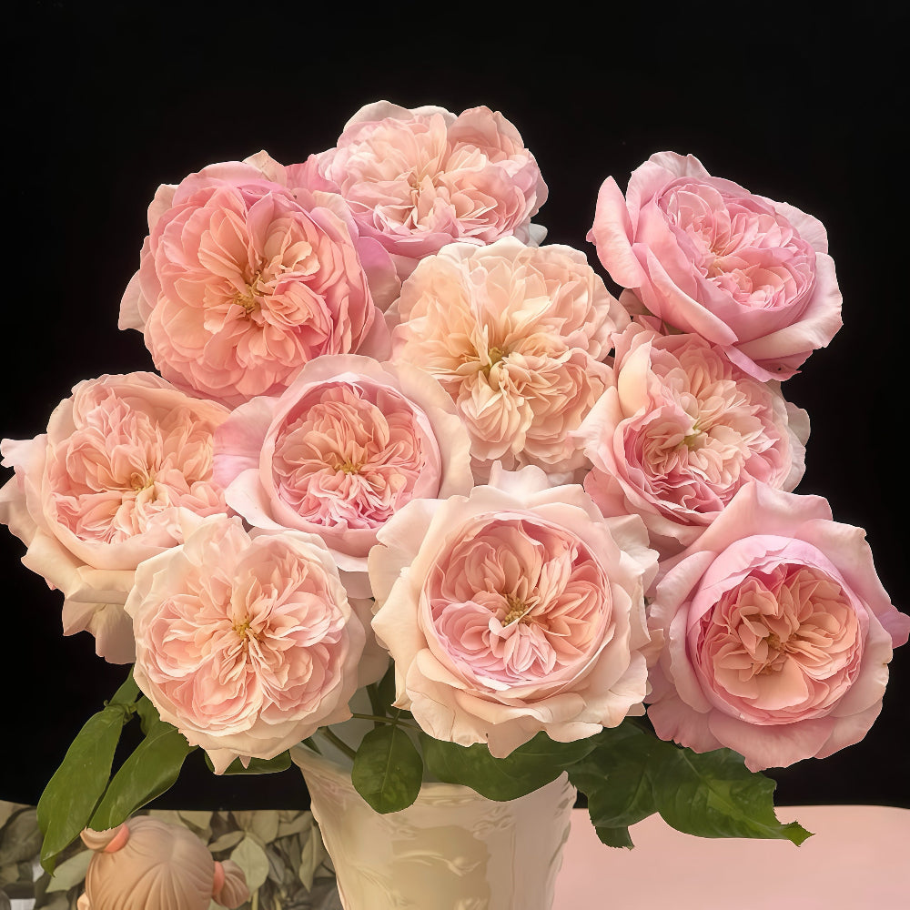 Pink fragrance rose