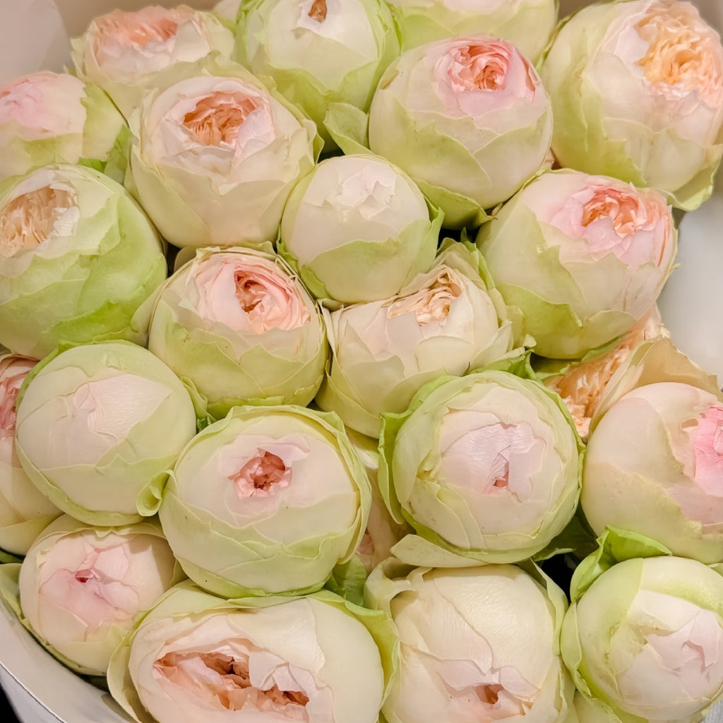 Pinky Pie rose-粉红派｜Netherland Cut Rose – Ergongzy Roses