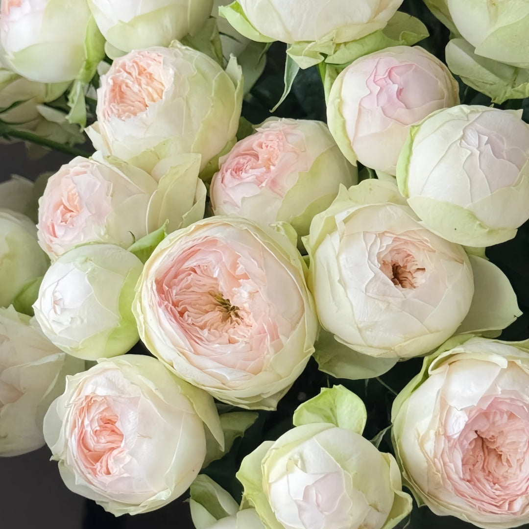 Pinky Pie rose