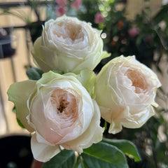 Pinky Pie rose
