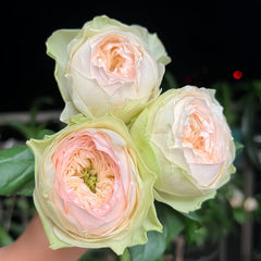 Pinky Pie rose
