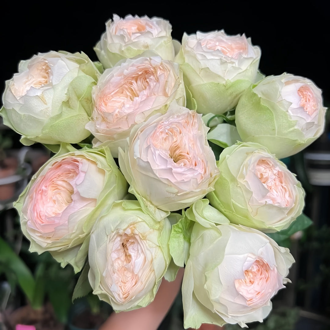 Pinky Pie rose