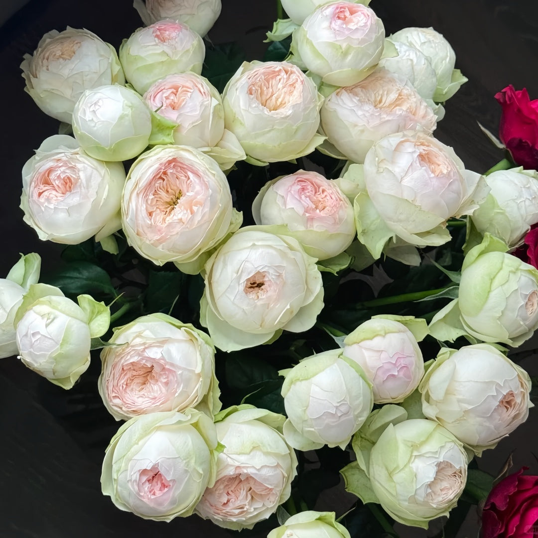 Pinky Pie rose