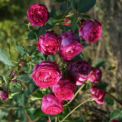 Plum Pudding rose