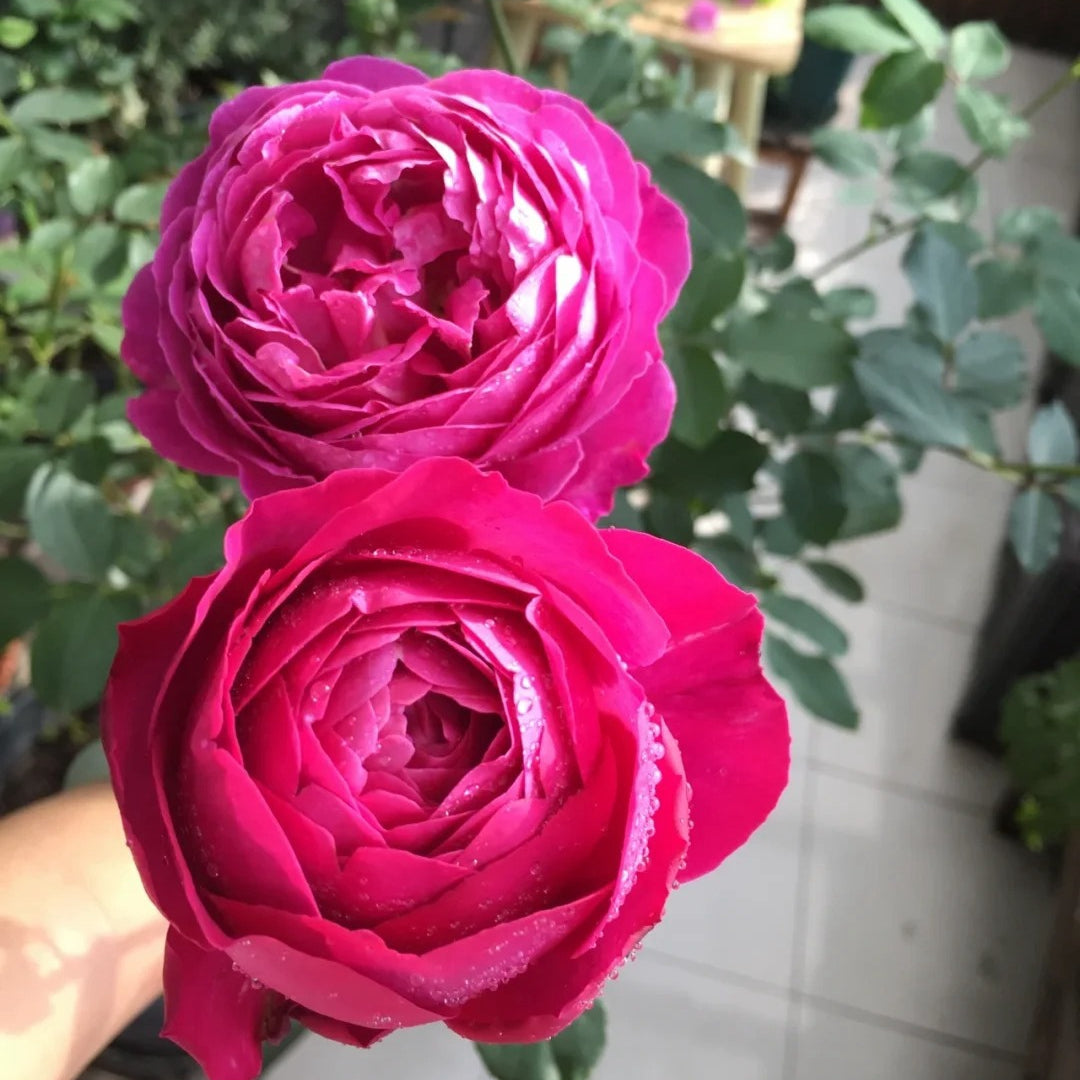 Plum Pudding rose