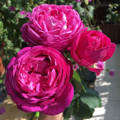 Plum Pudding rose