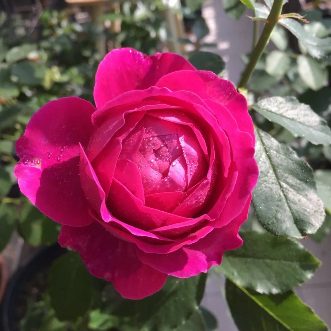 Plum Pudding rose