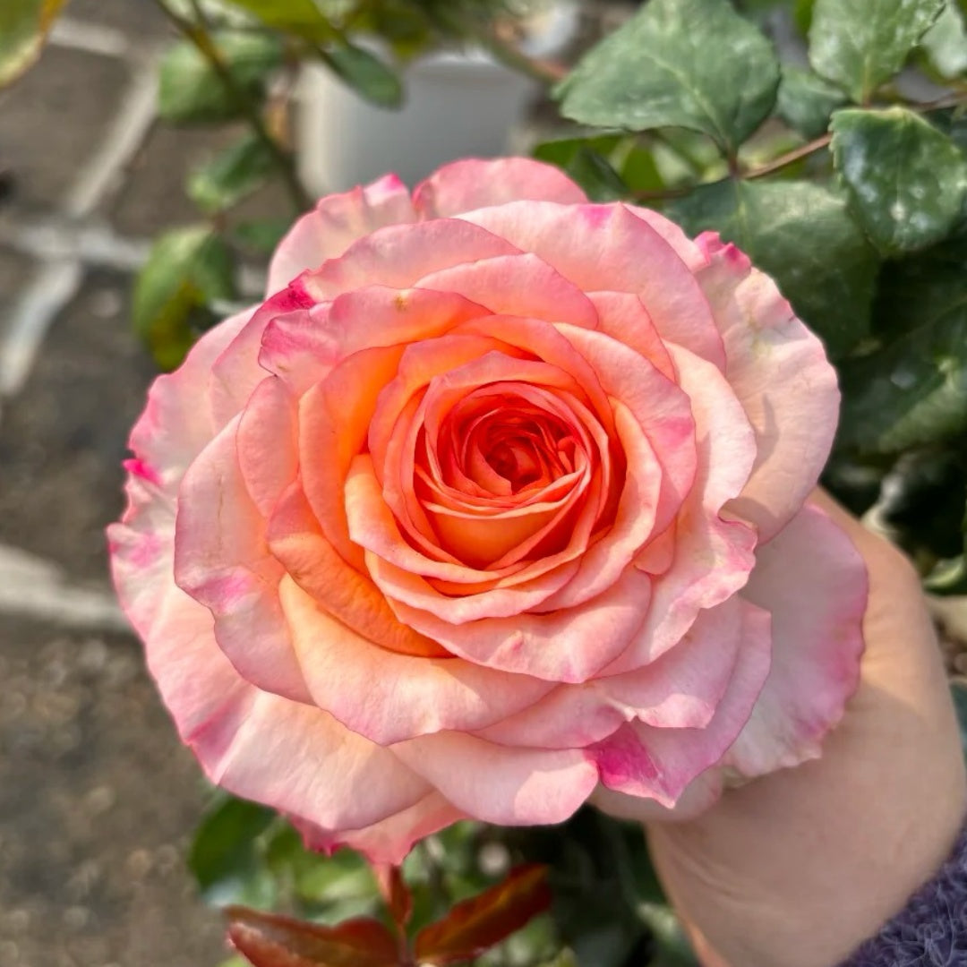 Poetica rose