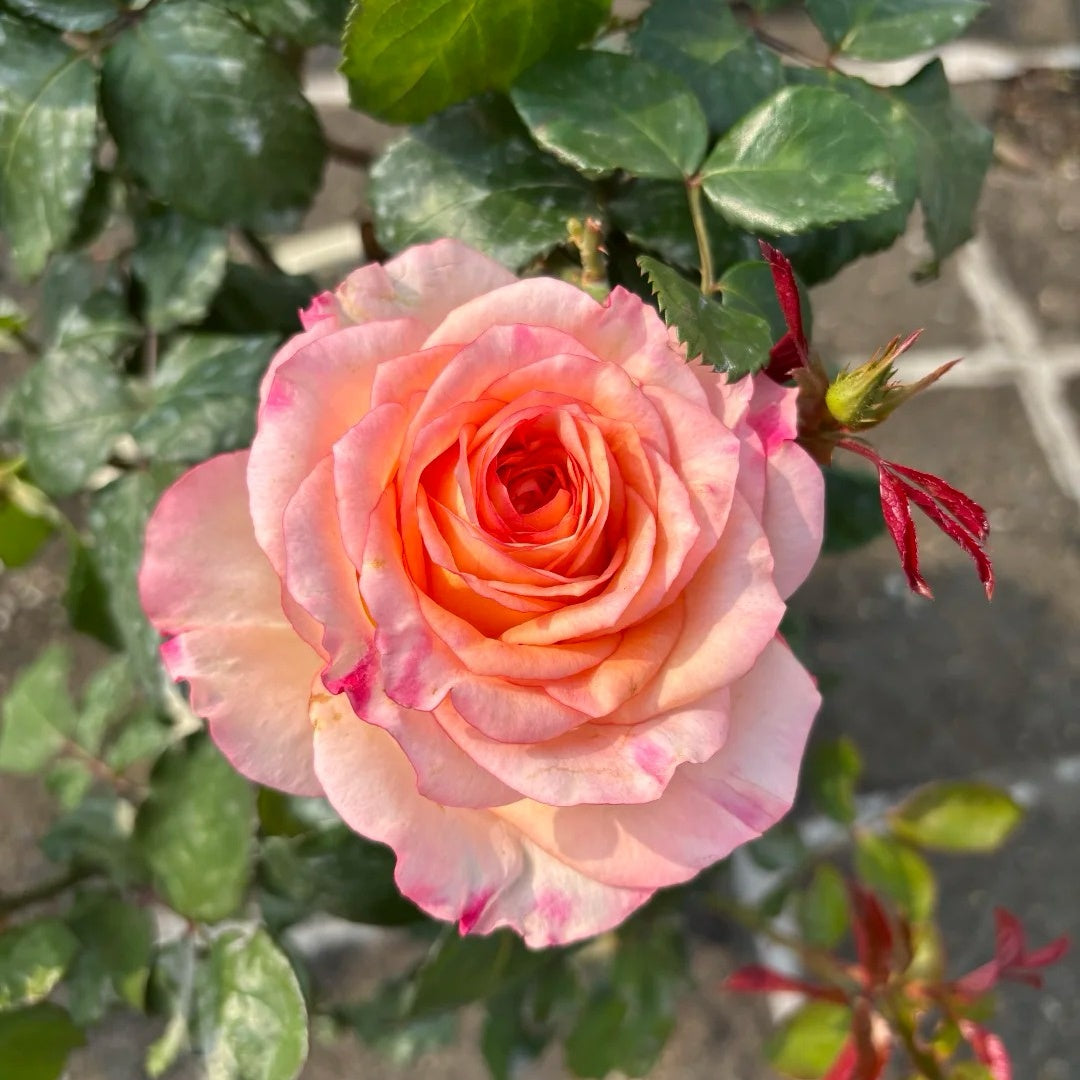 Poetica rose