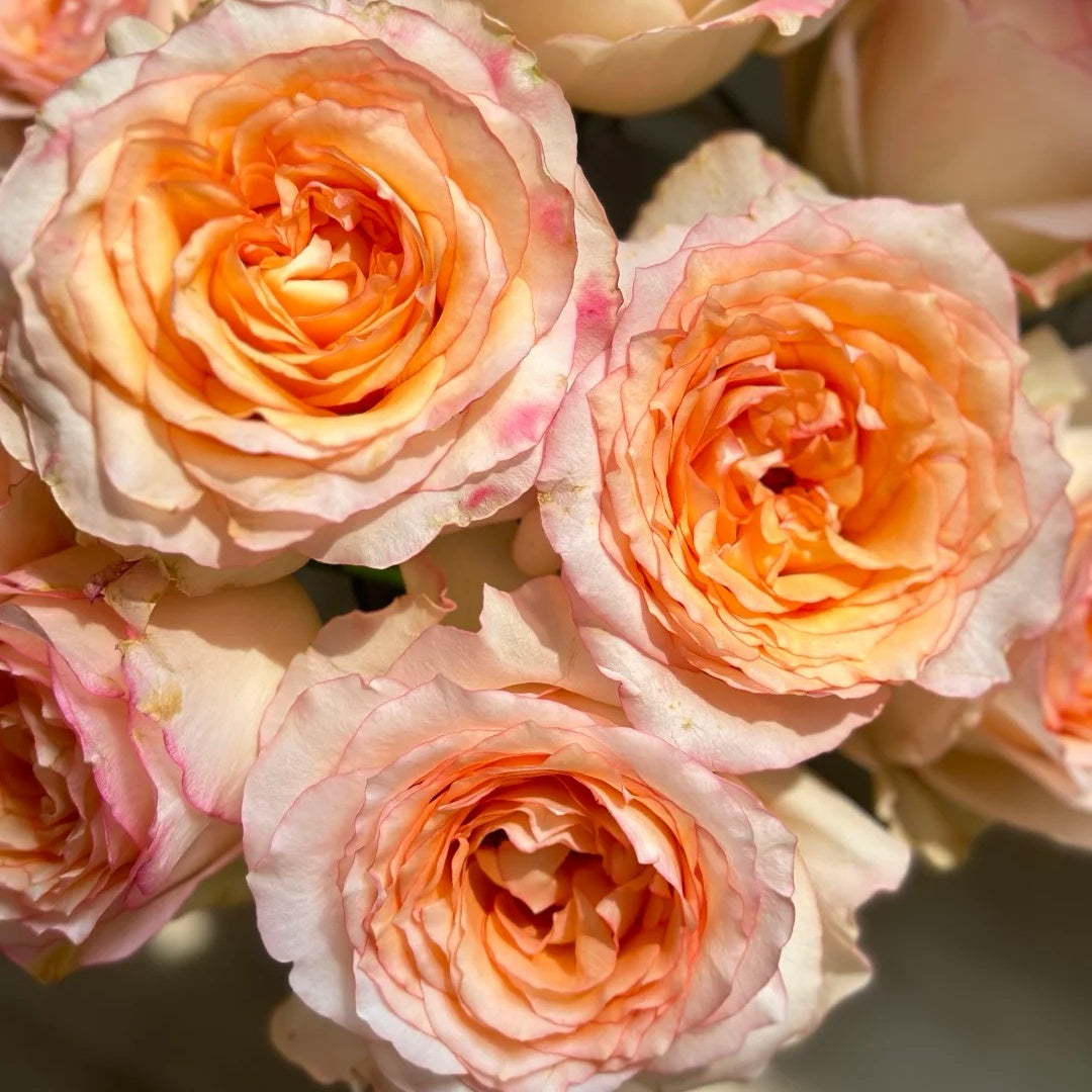 Poetica rose