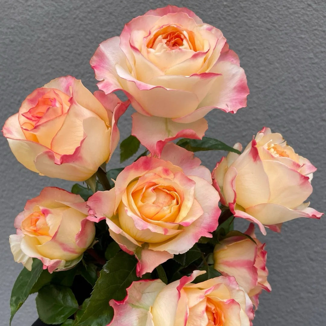 Poetica rose
