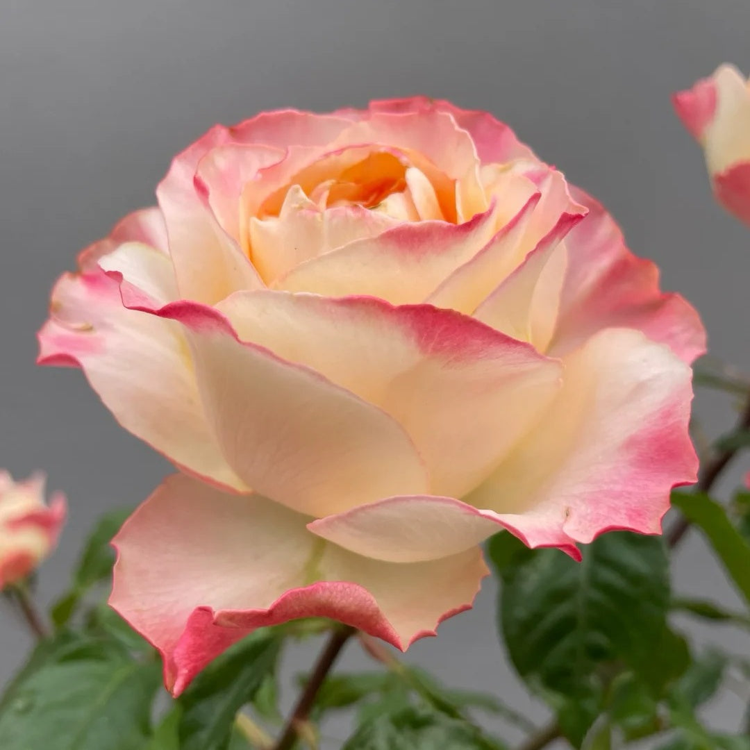 Poetica rose