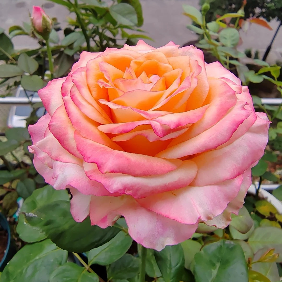 Poetica rose