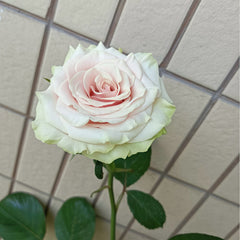 Pompeii Rose