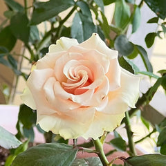 Pompeii Rose