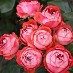 Pompeji Rose