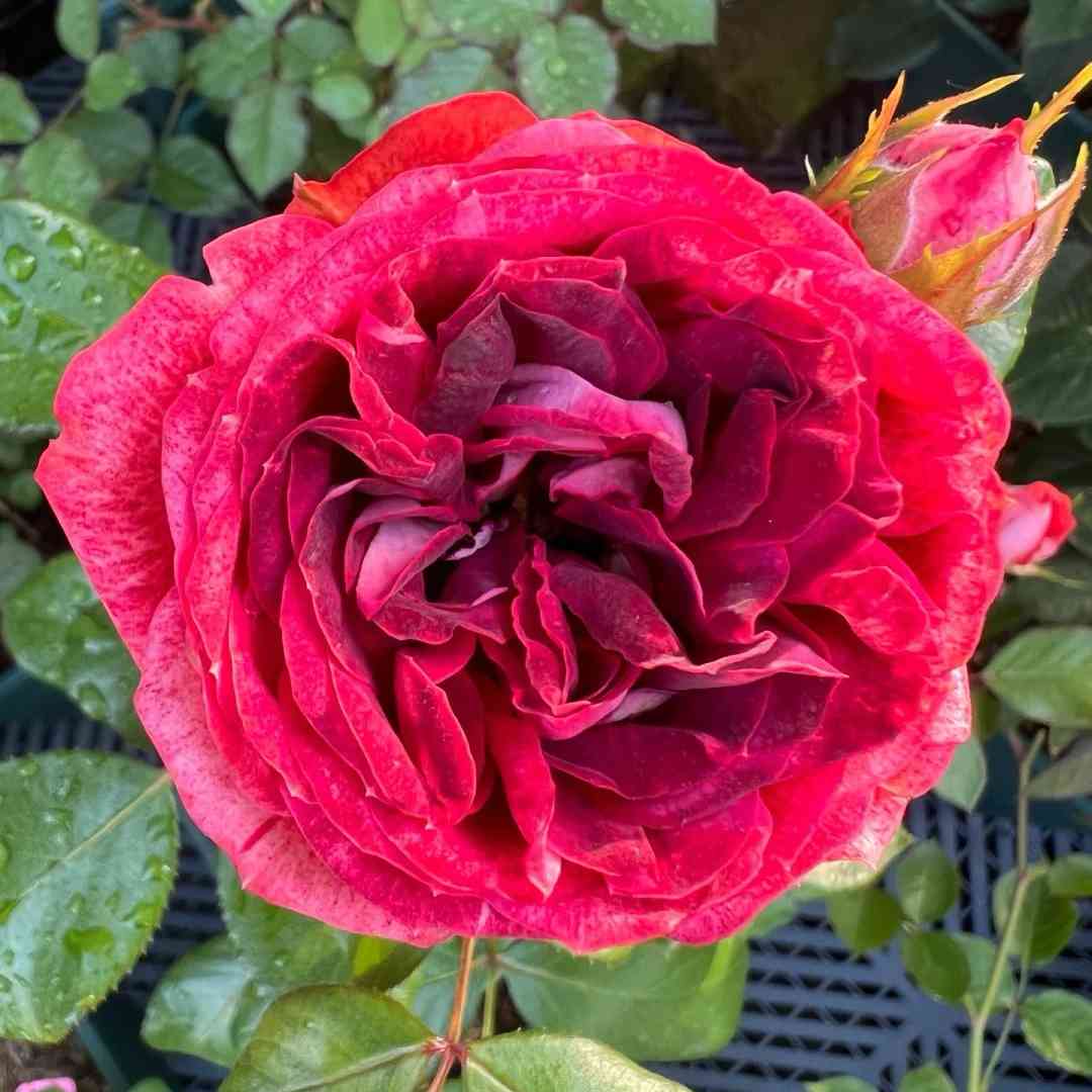 Pompeji Rose