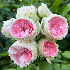 Pompom verand Rose