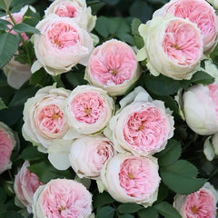 Pompom verand Rose