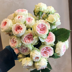 Pompom verand Rose