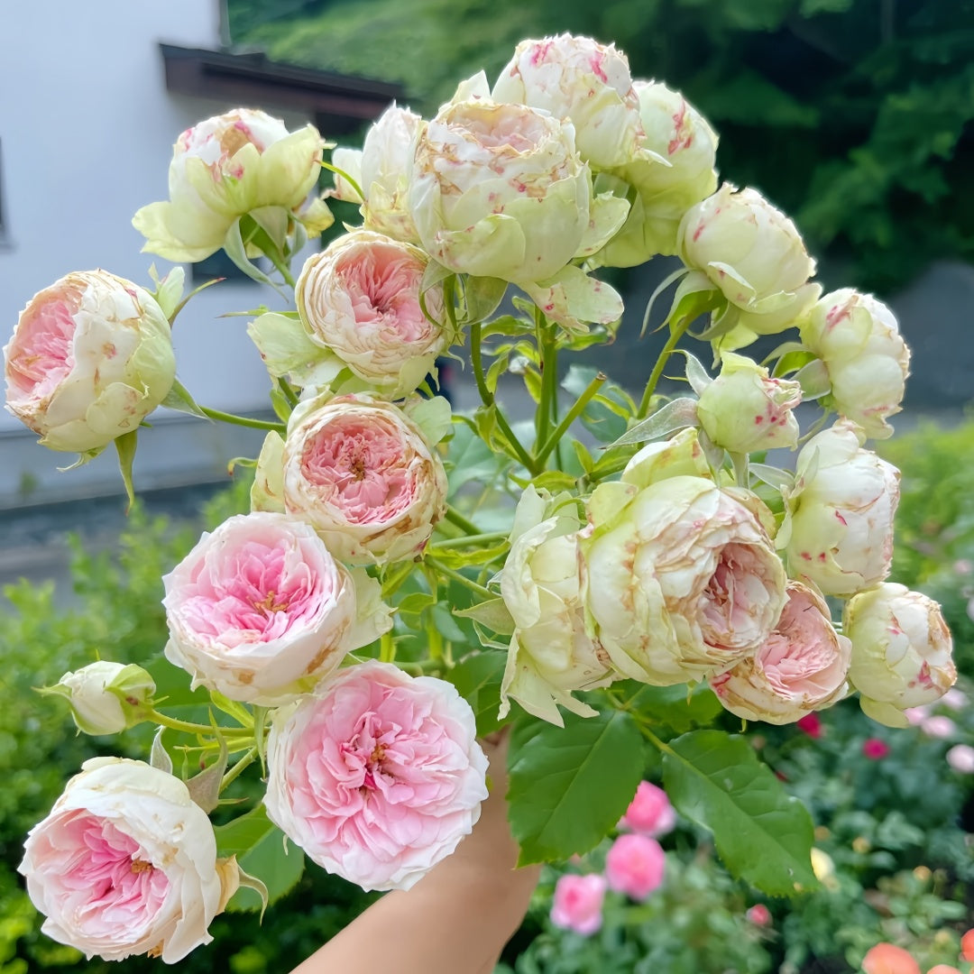 Pompom verand Rose