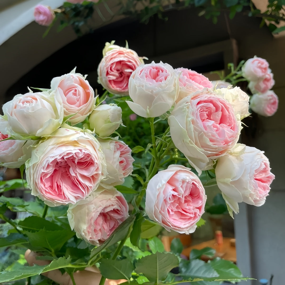 Pompom verand Rose