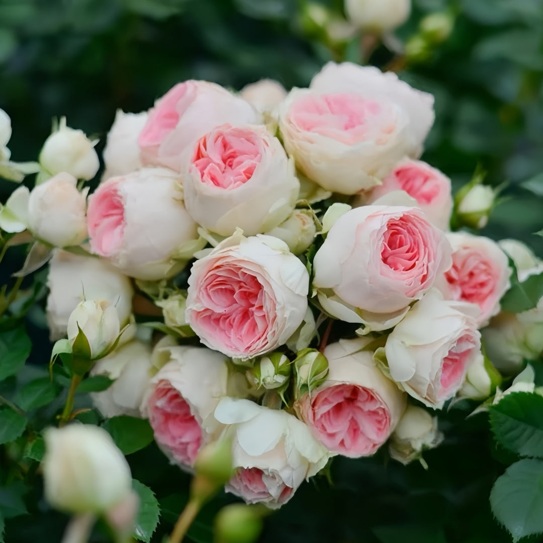 Pompom verand Rose