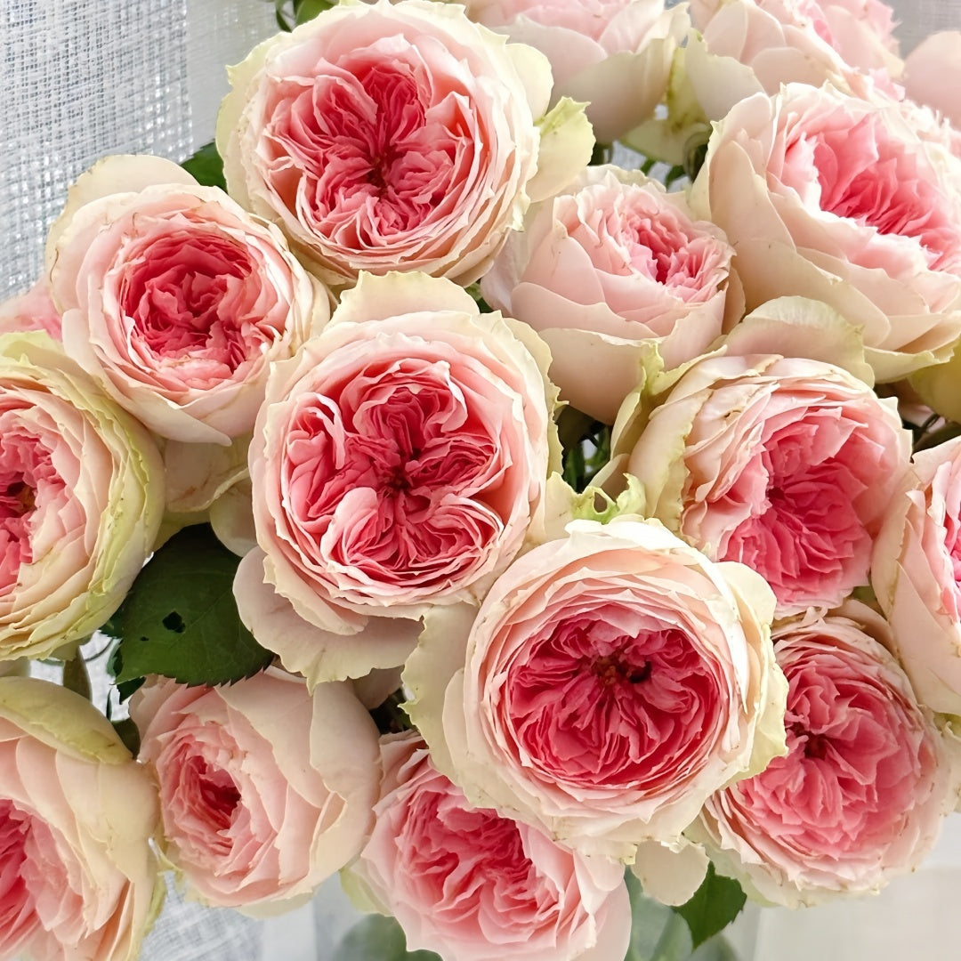 Pompom verand Rose