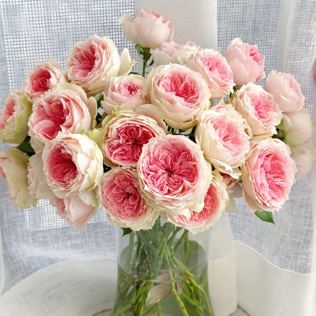 Pompom verand Rose