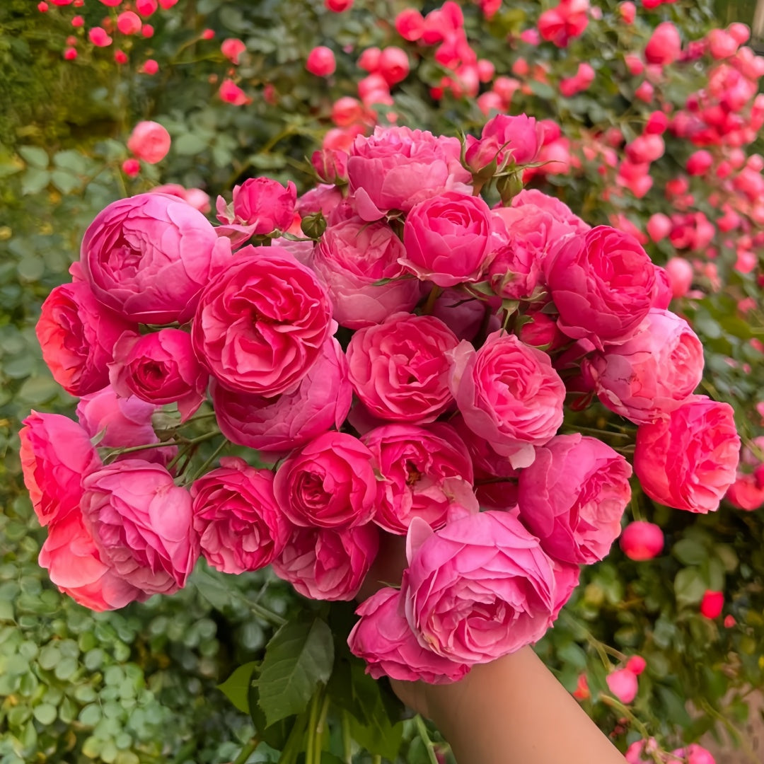 Pomponella Rose