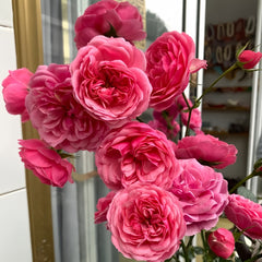 Pomponella Rose