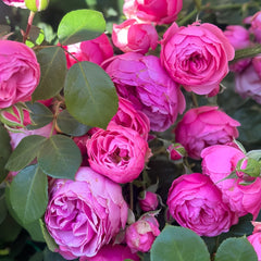Pomponella Rose