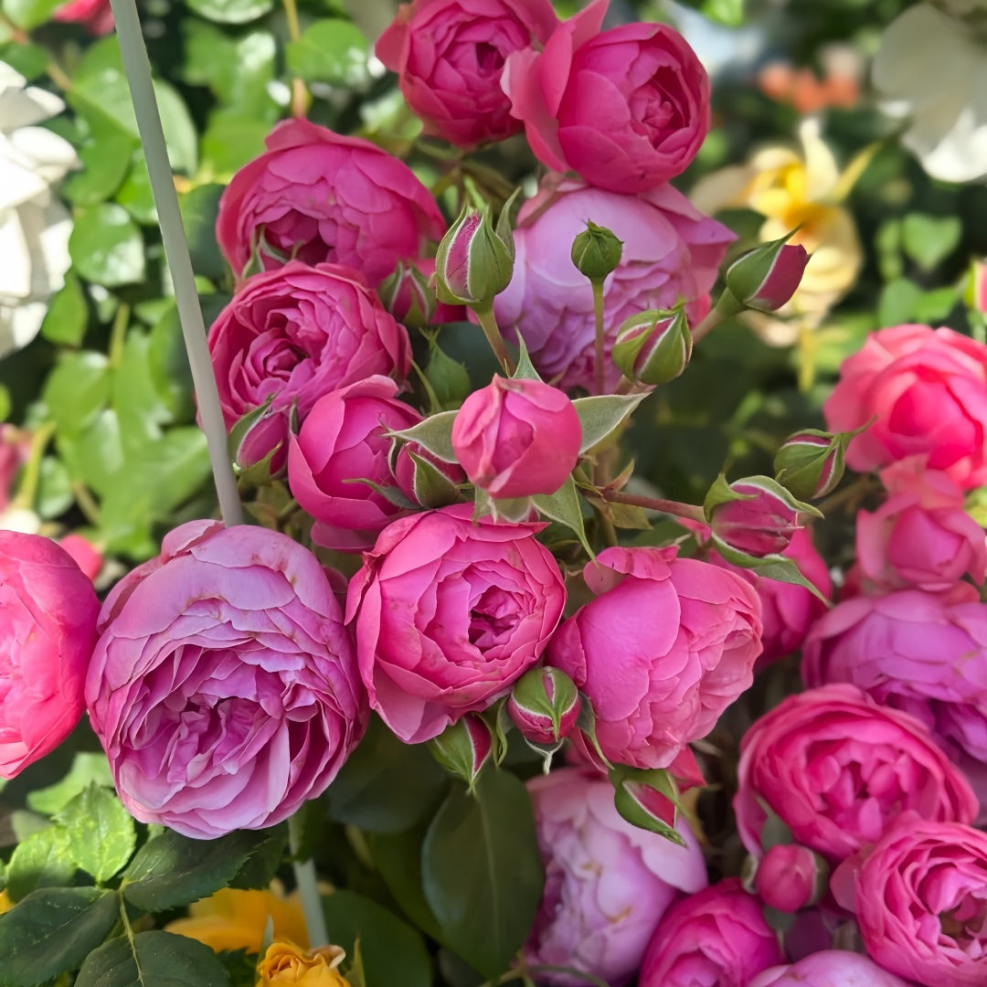 Pomponella Rose