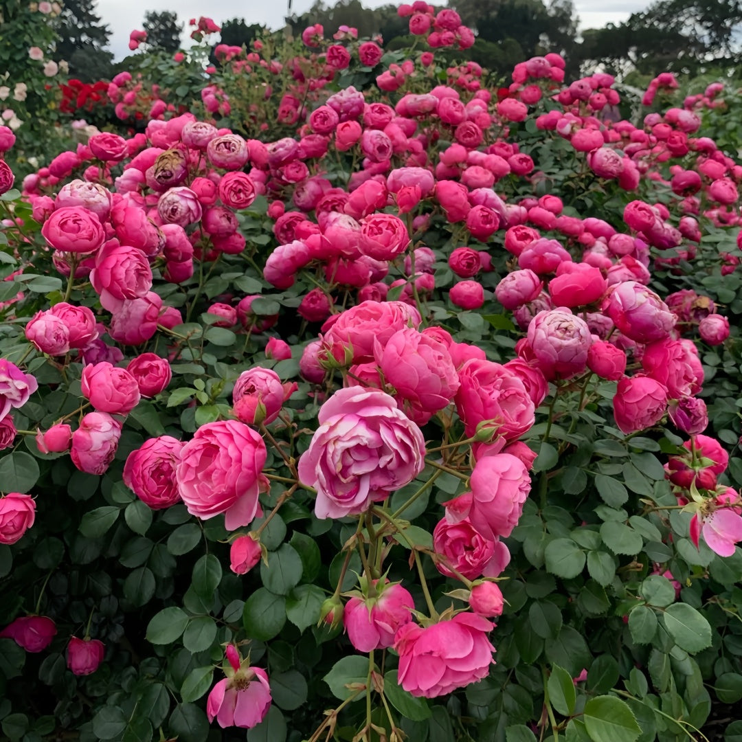 Pomponella Rose