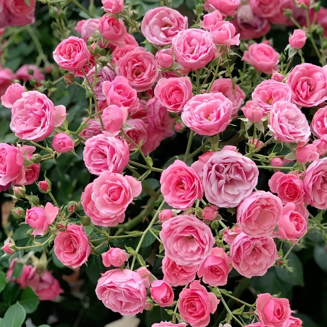 Pomponella Rose
