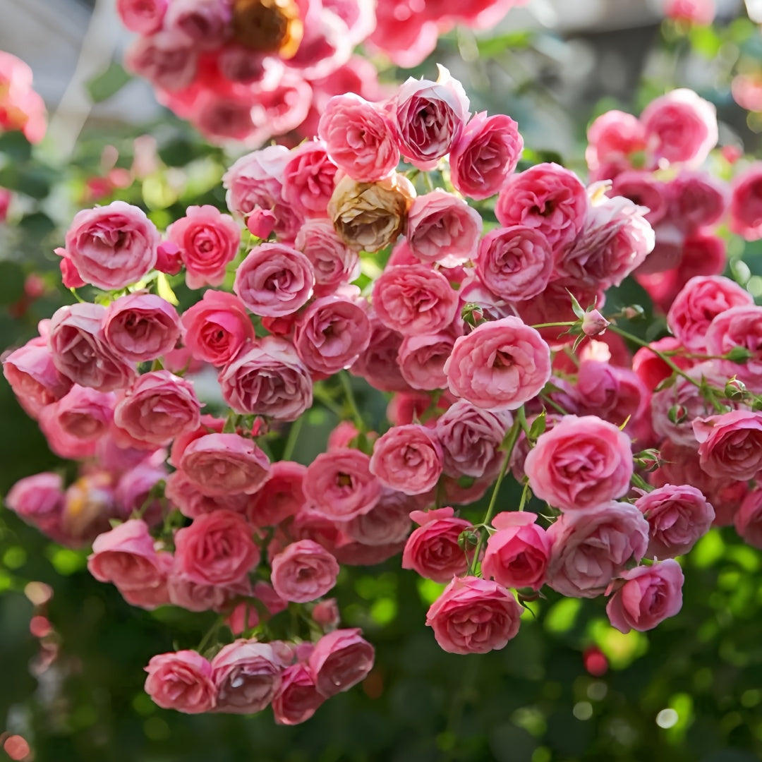 Pomponella Rose