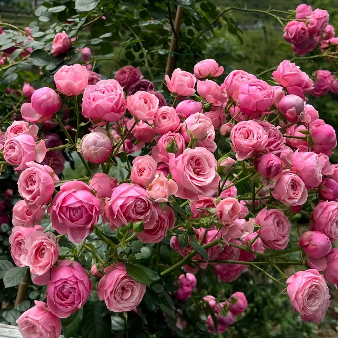 Pomponella Rose