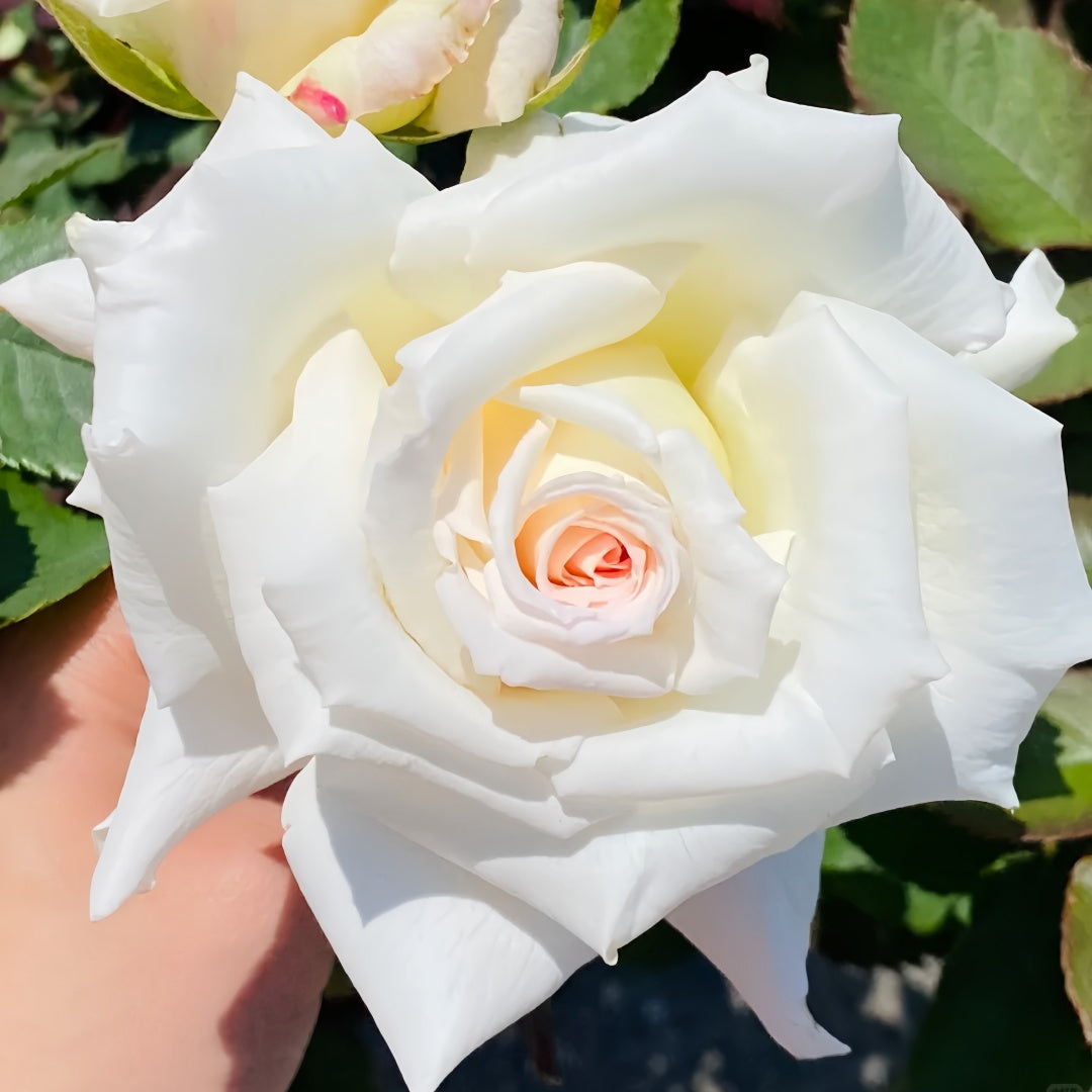 Pope John Paul II Rose