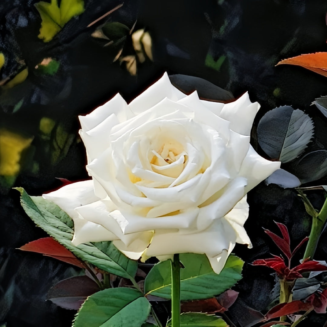 Pope John Paul II Rose