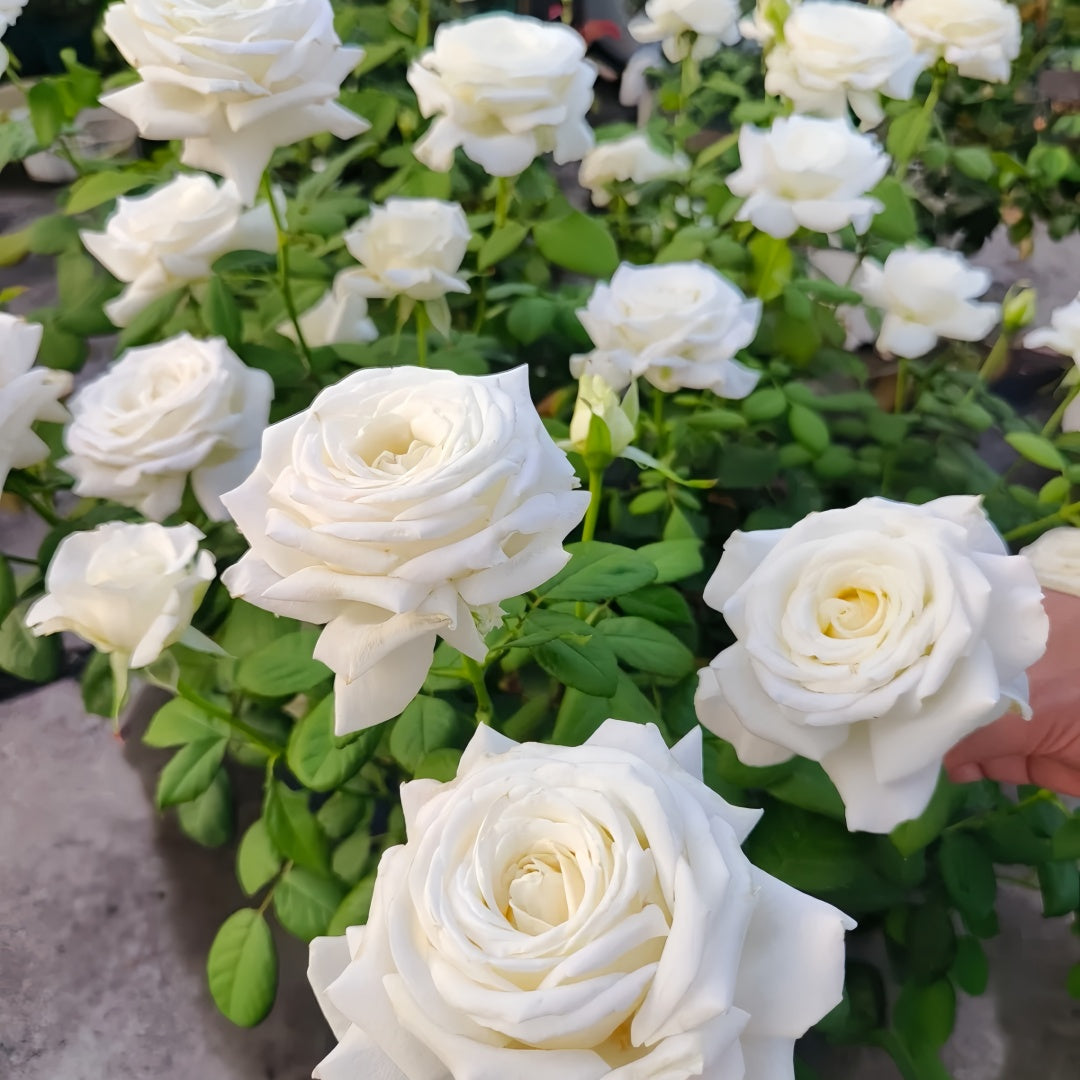 Pope John Paul II Rose