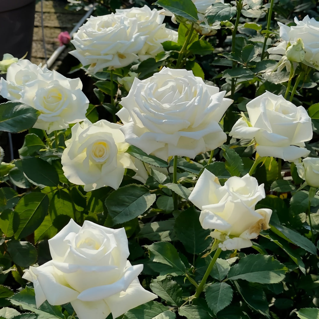 Pope John Paul II Rose