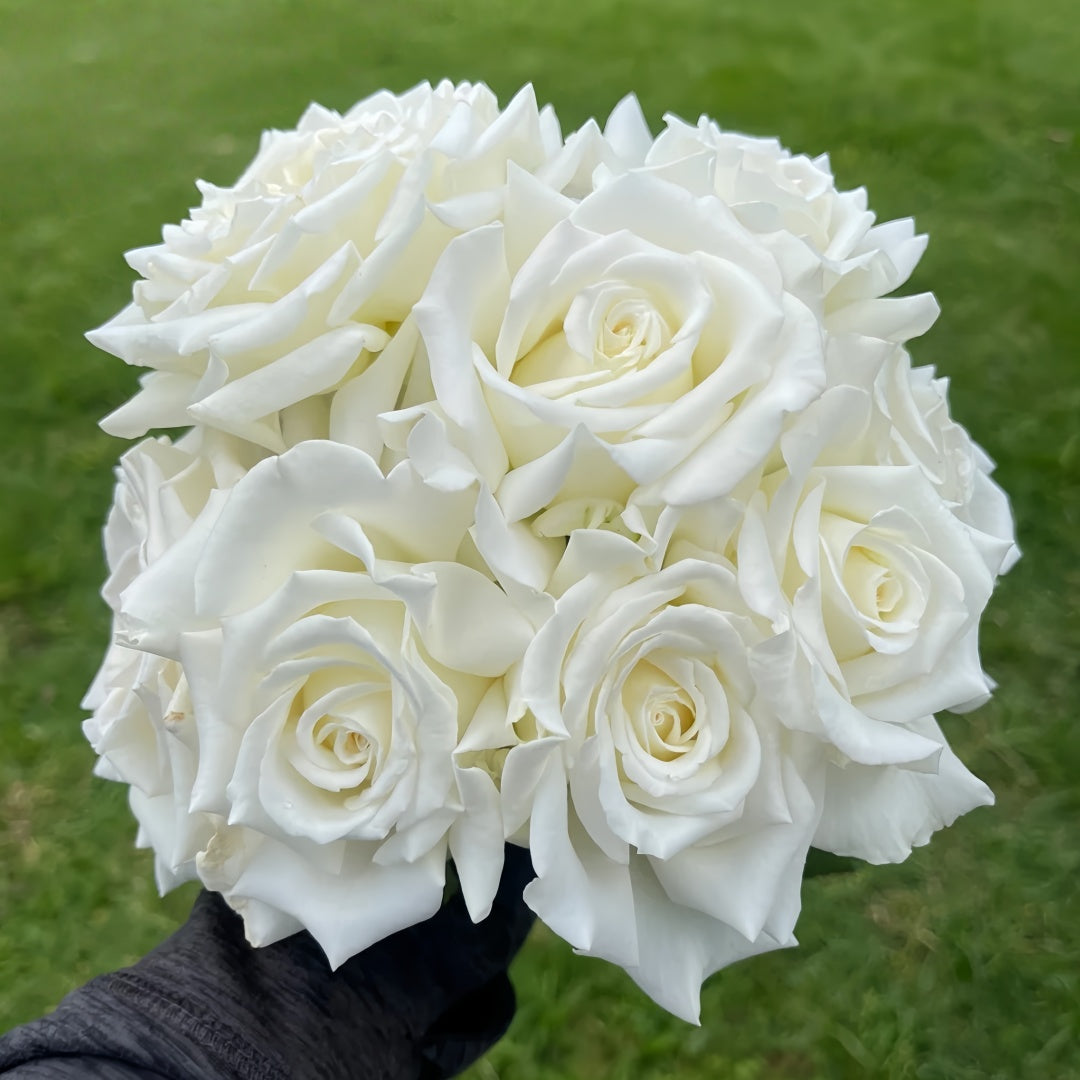 Pope John Paul II Rose
